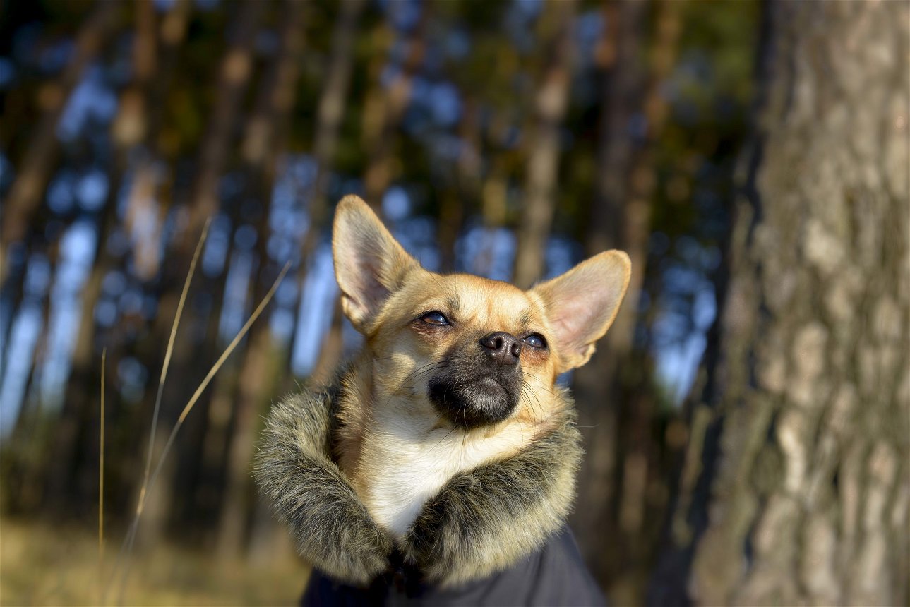 Caldo, anti vento e alla moda: il cappotto per i cani non è un dettaglio