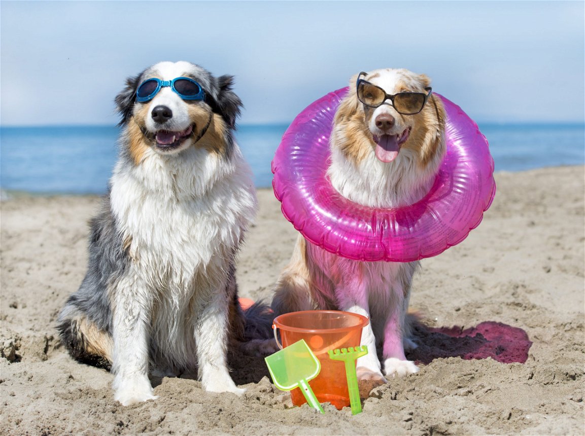 cani sulla spiaggia