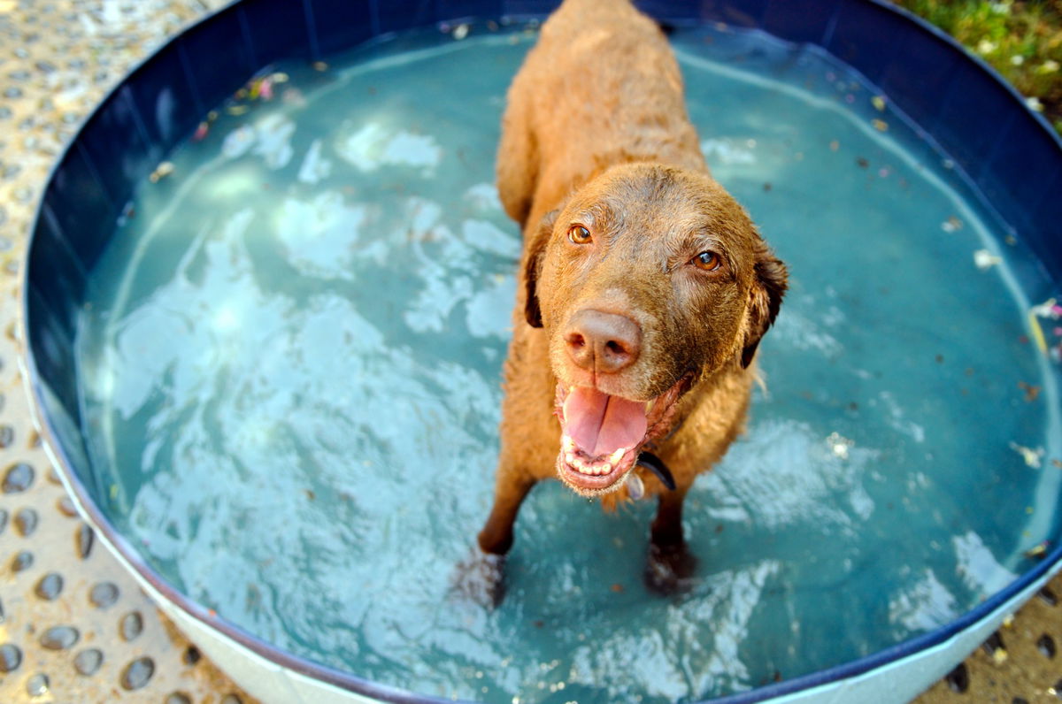 cane in piscina