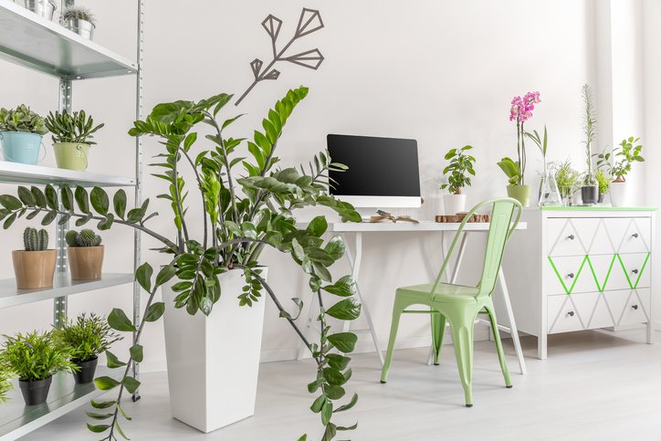 Piante indoor, pollice verde a casa e in ufficio