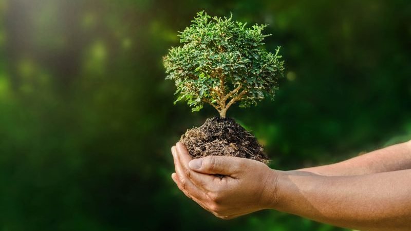 Attrezzi da lavoro miniature bonsai piante accessori fai da te