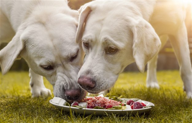 cani che mangiano