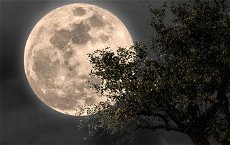 Luna piena dietro rami di un albero