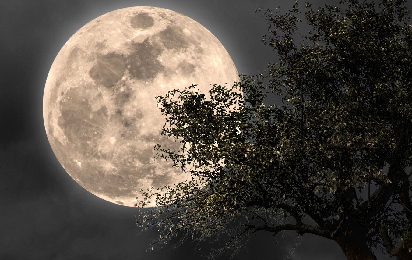 Luna piena dietro rami di un albero