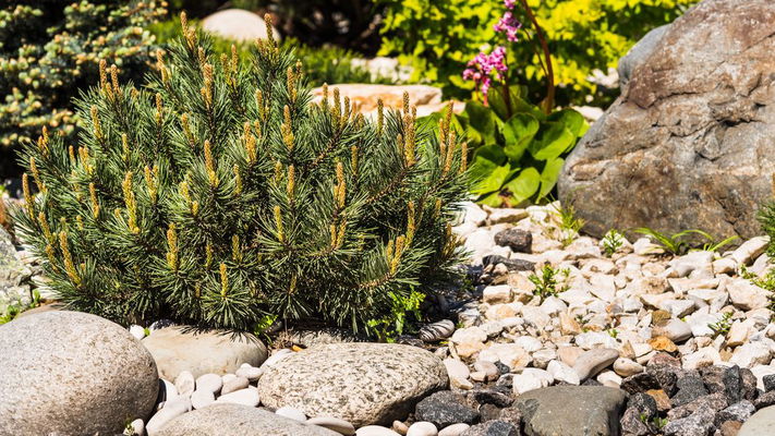 Come decorare un giardino roccioso: idee piccole dai risultati grandi