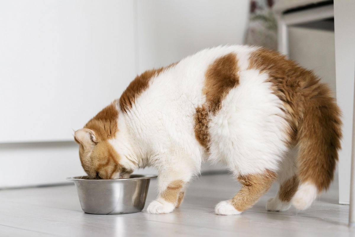 gatto che mangia dalla ciotola