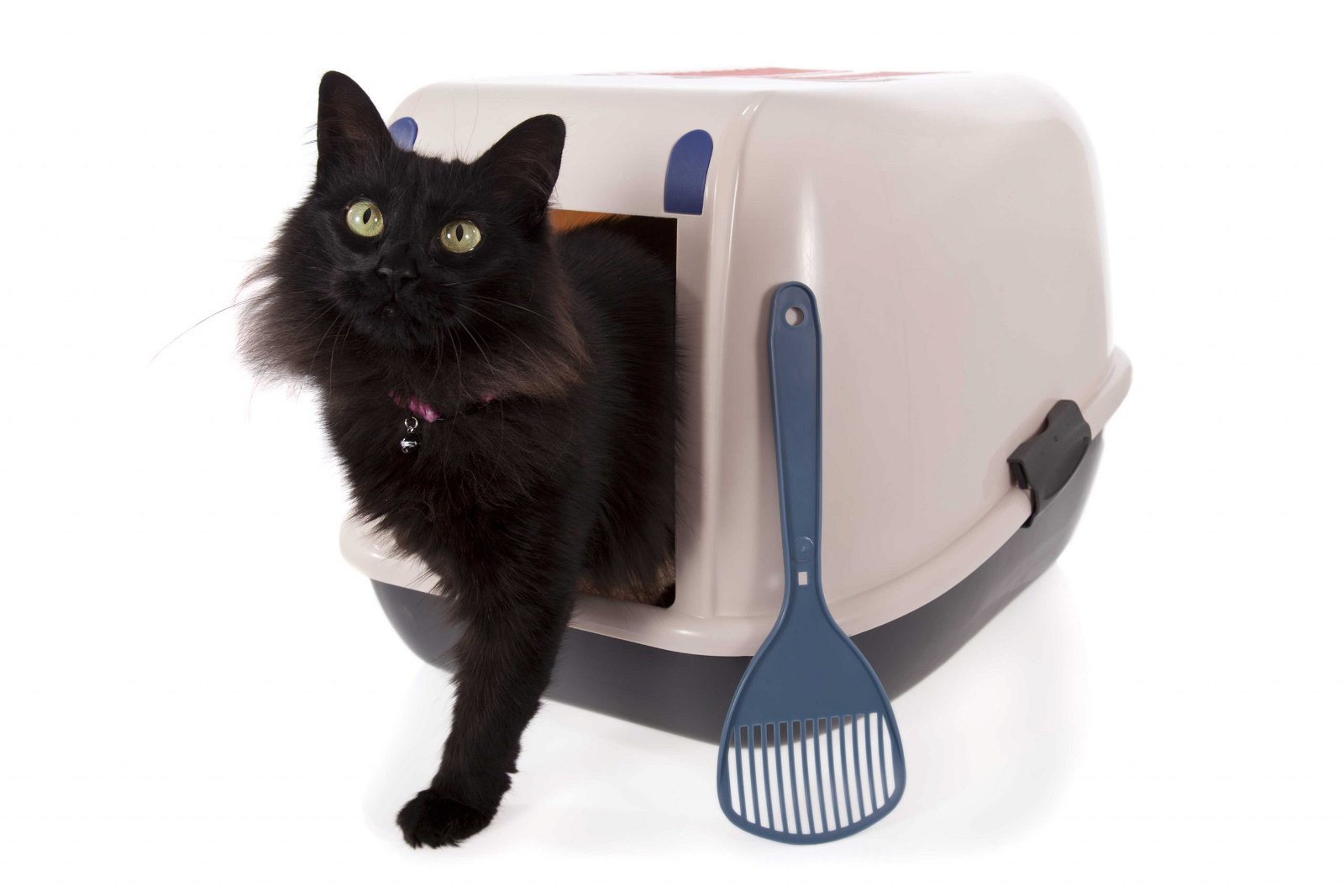 Igiene e pulizia, la cura del nostro gatto inizia da lì