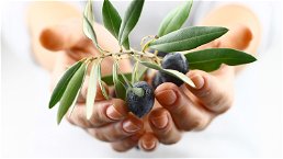 Foglie di olivo, una preziosa fonte di salute