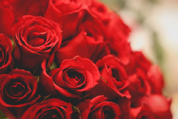 rose rosse