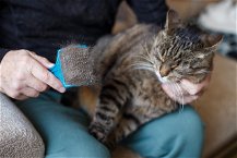 gatto in collo ad una persona che si fa spazzolare