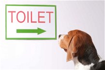 Cane che guarda il cartello toilet