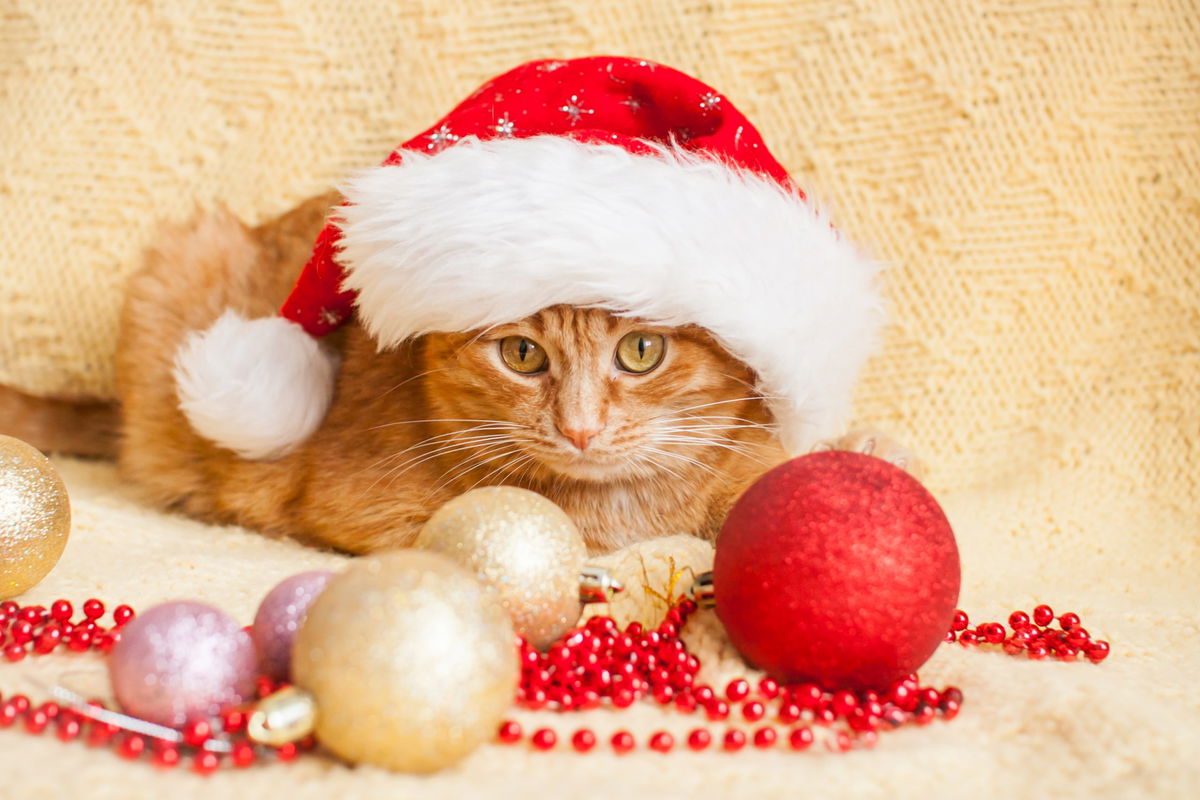 Un esercito di renne e babbi Natale, ma fanno 'miao'